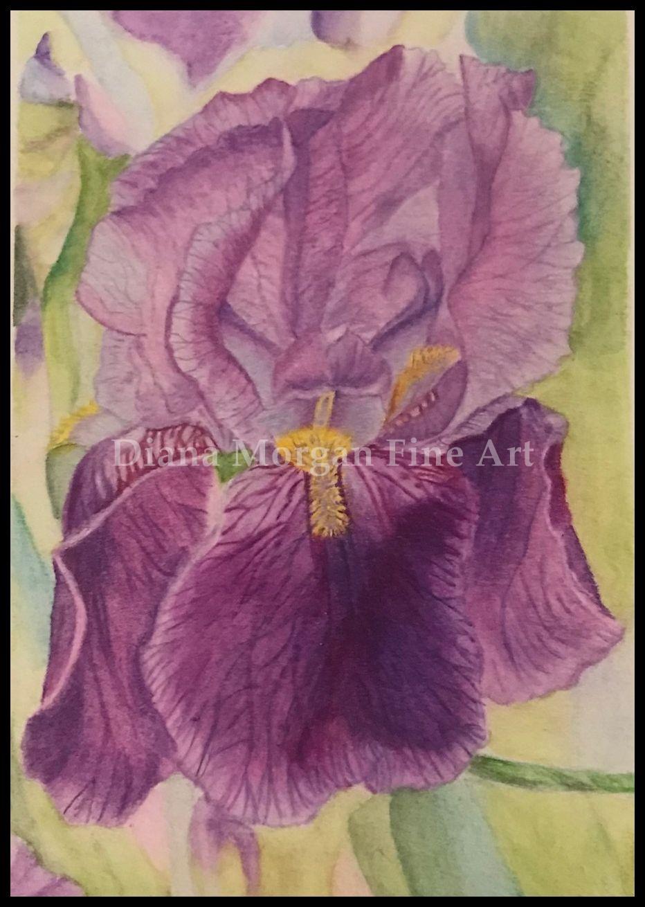 Purple Iris